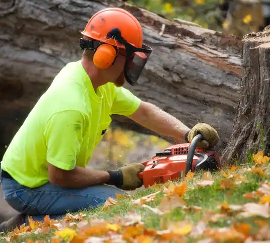 tree services Mays Chapel